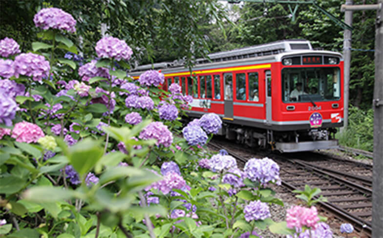 概要 あじさい電車 箱根登山電車 箱根登山ケーブルカー 概要 あじさい電車 箱根登山電車 箱根登山ケーブルカー